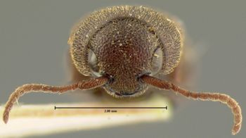 Media type: image;   Entomology 33776 Aspect: head frontal view